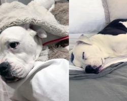Foster dog saved from shelter kill list loves nothing more than being tucked into her own bed
