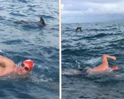 Brave Pod Of Dolphins Save Man From 6ft Shark By Forming Protective Circle Around Him