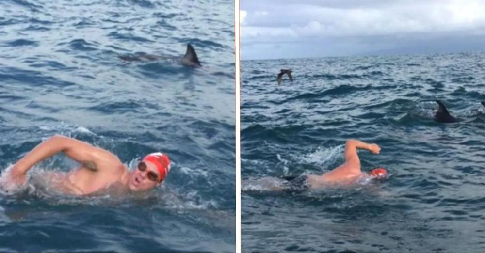 Brave Pod Of Dolphins Save Man From 6ft Shark By Forming Protective Circle Around Him