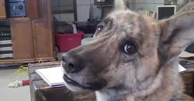 Dog Owner Knows Exactly What The Ultimate Dog Tease Is All About In Classic Video