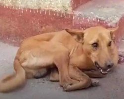 Rescuers Save Stray Dog With A Bone Stuck In Its Mouth Keep It Wide Open