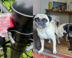 Animal shelter shocked after someone left rat poison around their yard: “blown away by this level of evil”