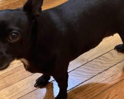 Hero dog dies after saving her family from house fire — rest in peace
