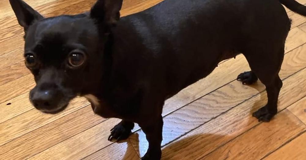 Hero dog dies after saving her family from house fire — rest in peace