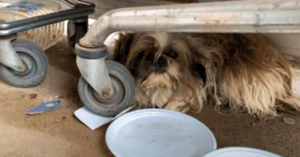 Ditched Dog Lay In Lot After Family Didn’t Want Him, Slept Beneath Shopping Cart