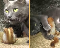Mama Cat Adopts 4 Orphaned Baby Squirrels