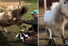 Pony With Overgrown Hooves So Happy To Be Able To Run Again
