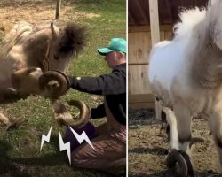 Pony With Overgrown Hooves So Happy To Be Able To Run Again