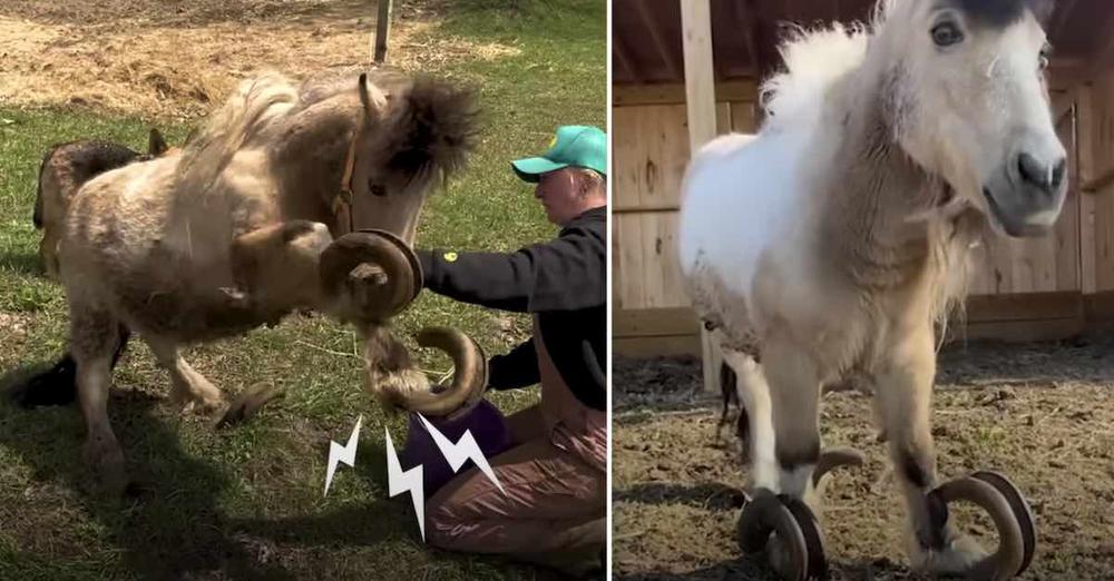 Pony With Overgrown Hooves So Happy To Be Able To Run Again