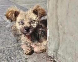 Woman Helps Elderly Stray, Turns Out He’s Not An Old Dog At All