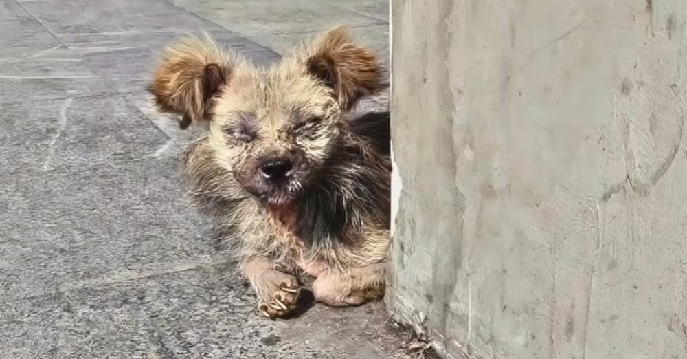Woman Helps Elderly Stray, Turns Out He’s Not An Old Dog At All