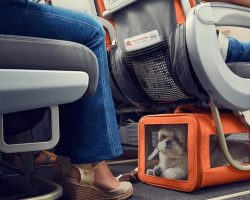 Airline Will Allow Dogs And Cats In The Cabins
