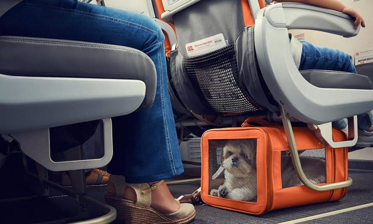 Airline Will Allow Dogs And Cats In The Cabins