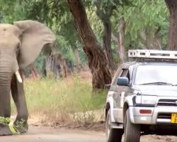 Elephant’s In Pain, So He Calmly Approaches Doctors For Help