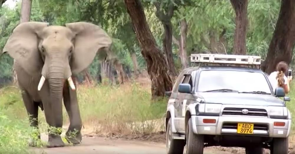 Elephant’s In Pain, So He Calmly Approaches Doctors For Help