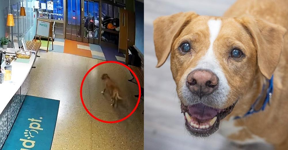 Senior “escape artist” dog who broke out of shelter twice looking for a new home