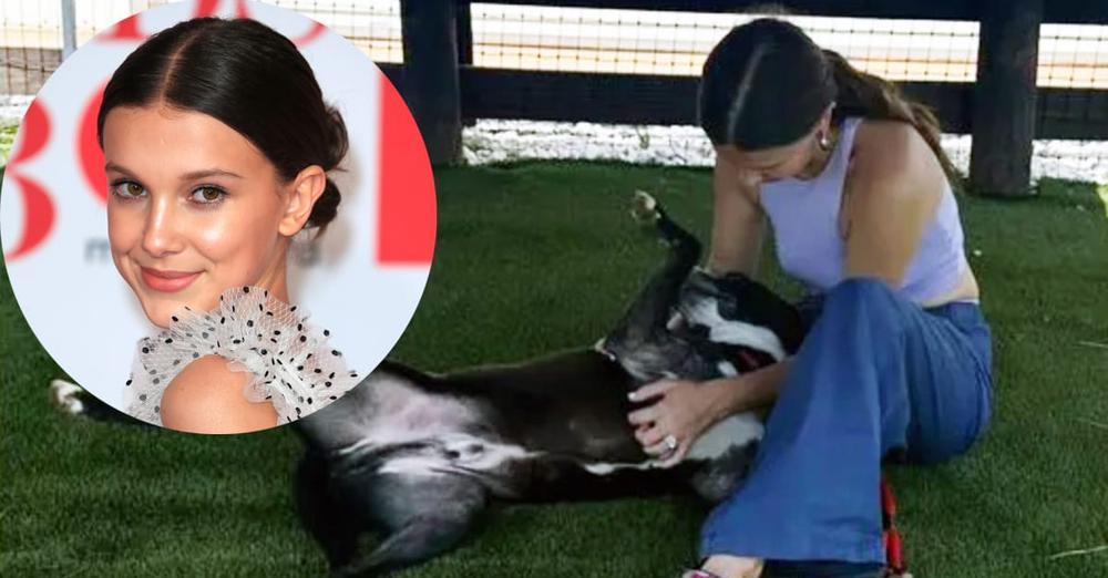 “Stranger Things” star Millie Bobby Brown takes in foster dog who was about to be euthanized