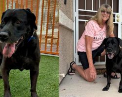 Duke, the dog returned to shelter for being “too boring,” adopted to new home