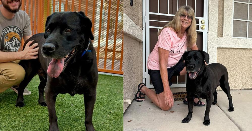 Duke, the dog returned to shelter for being “too boring,” adopted to new home