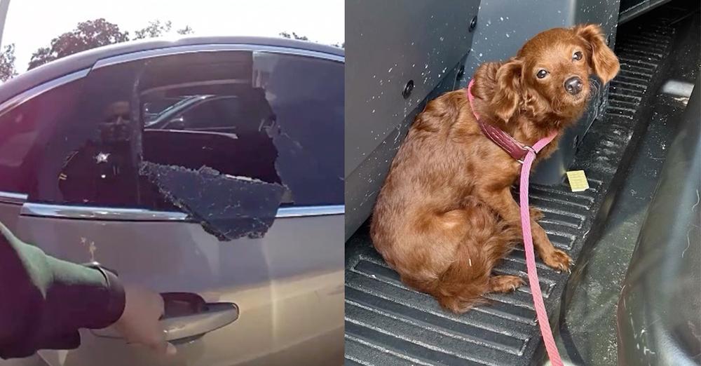 Sheriff’s deputies shatter window to save poor puppy left inside 120-degree car