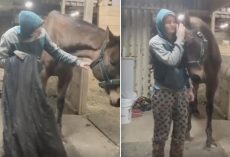 Horse With Blanket Trauma So Thankful When His Owner Listens To Him