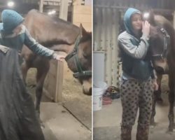Horse With Blanket Trauma So Thankful When His Owner Listens To Him