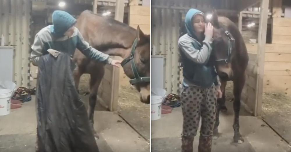 Horse With Blanket Trauma So Thankful When His Owner Listens To Him