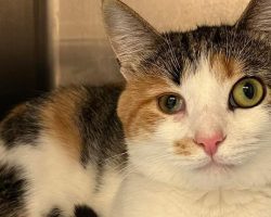 Shelter cat named Espresso always passed over because of her different-sized eyes — looking for a home