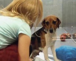 Video Captures Heartwarming Moment A Shelter Dog Looking For A Home Finds A Friend