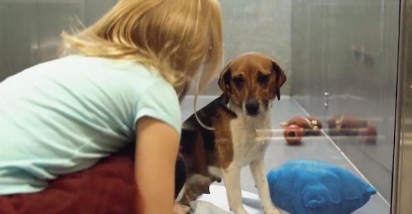 Video Captures Heartwarming Moment A Shelter Dog Looking For A Home Finds A Friend