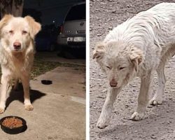 Stray dog who was shot in face, on the loose for months finally safe thanks to rescuers