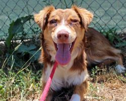 Family didn’t realize their new house “came with a dog” — but soon realize it’s meant to be