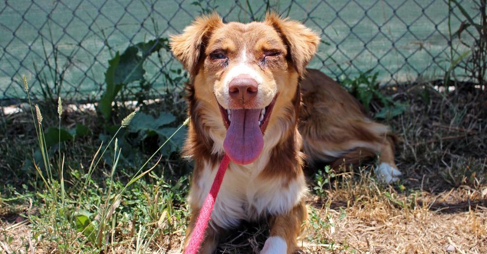 Family didn’t realize their new house “came with a dog” — but soon realize it’s meant to be