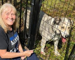 Couple spent over a year gaining missing dog’s trust — now they’ve finally brought him home