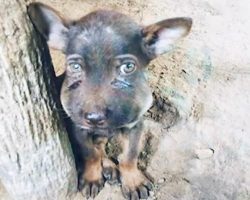 Guy Finds Puppy With Painfully Swollen Face Clouded With Tears