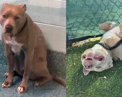 Shy shelter dog was always passed over for being “intimidating” — after 800 days, he finally has a home