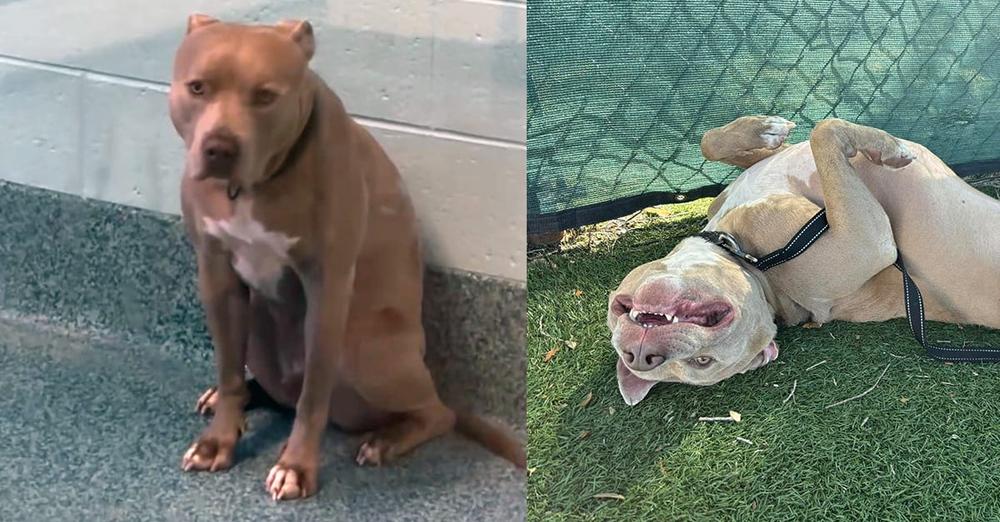 Shy shelter dog was always passed over for being “intimidating” — after 800 days, he finally has a home