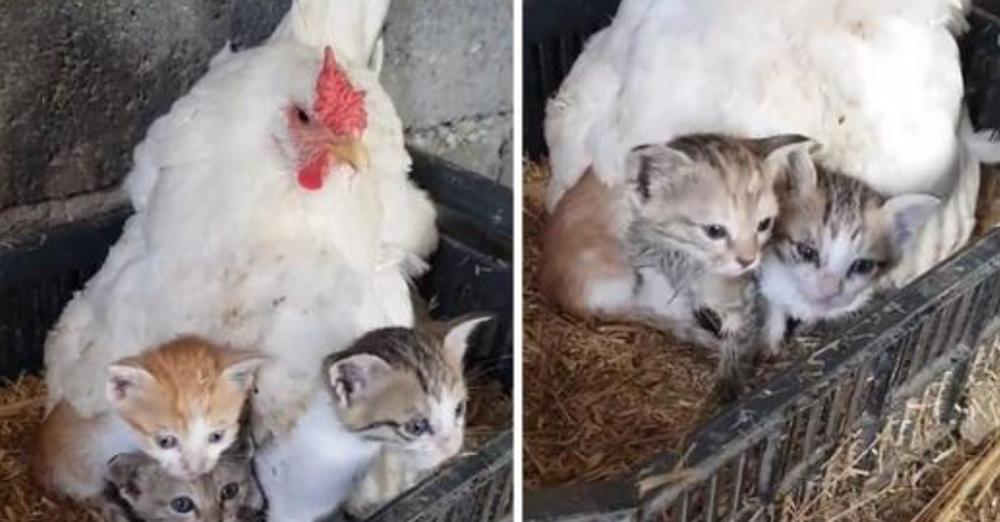 Mаma Hen With A Gоlden Heаrt Sheltеrs Three Kittеns