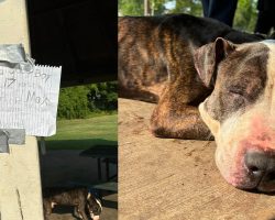 17-year-old dog left tied to picnic table with heartbreaking note: “I’m a good boy…”