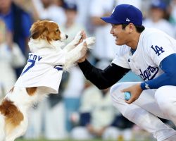 Shohei Ohtani’s Dog Decoy Steals The Show With First-Pitch Duties