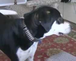Dog Has Hilarious Reaction When His Owner Tells Him He Is Getting A Kitten