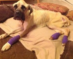 From too weak to walk to thriving: Violet’s amazing recovery melts hearts all over