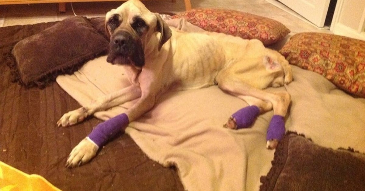 From too weak to walk to thriving: Violet’s amazing recovery melts hearts all over