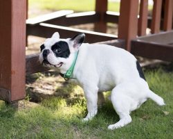 Why your dog stares at you while pooping: Experts reveal surprising reason
