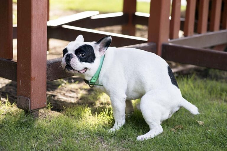 Why your dog stares at you while pooping: Experts reveal surprising reason