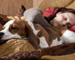 8 things that happen to your body if you let your dog sleep in bed