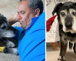 Man Adopts 16-Year-Old Dog To Ensure His Final Days Are Filled With Joy