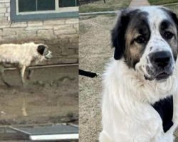 Dog who went missing 2 years ago found as stray, reunites with military family thanks to volunteers