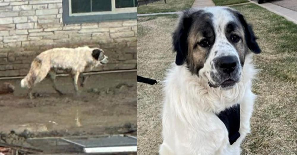 Dog who went missing 2 years ago found as stray, reunites with military family thanks to volunteers
