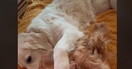 Golden Retriever Shares ‘Cuddle Clone’ With New Fur Brother